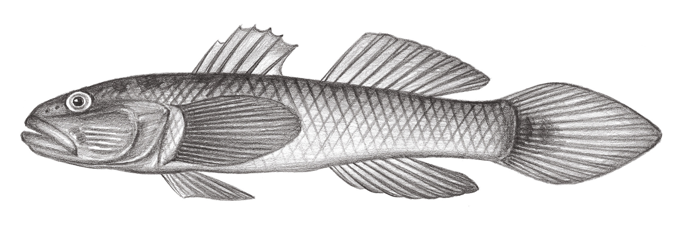 2142.	擬背斑舌鰕虎 Glossogobius brunnoides (Nichols, 1951)