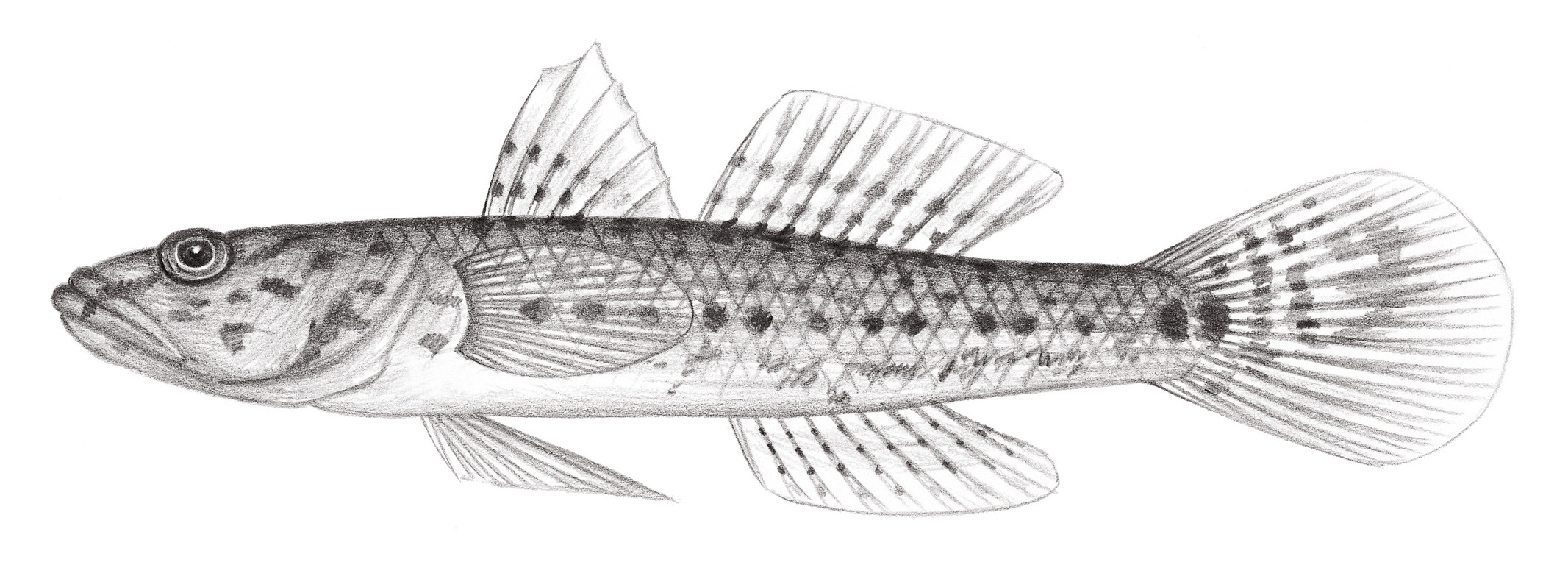 2143.	橫列舌鰕虎 Glossogobius circumspectus (Macleay, 1883)