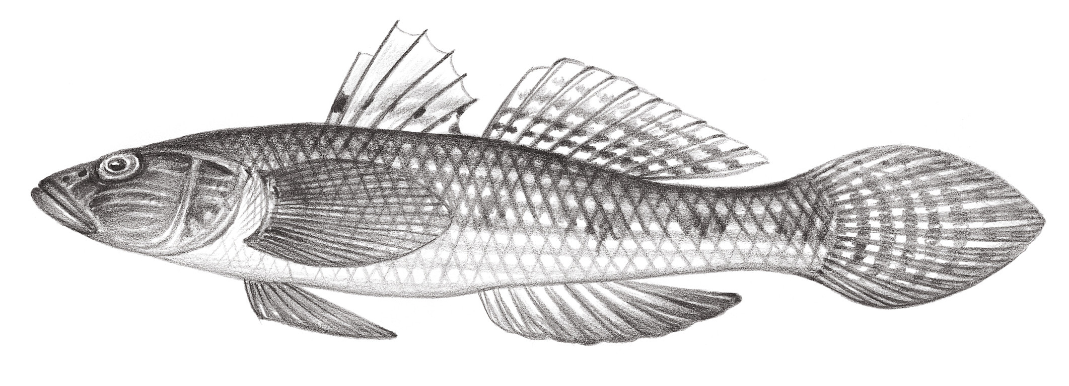 2144.	舌鰕虎 Glossogobius giuris (Hamilton, 1822)