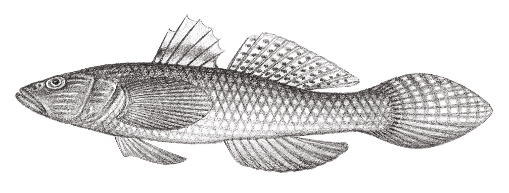 2145.	無斑舌鰕虎 Glossogobius obscuripinnis (Peters, 1869)