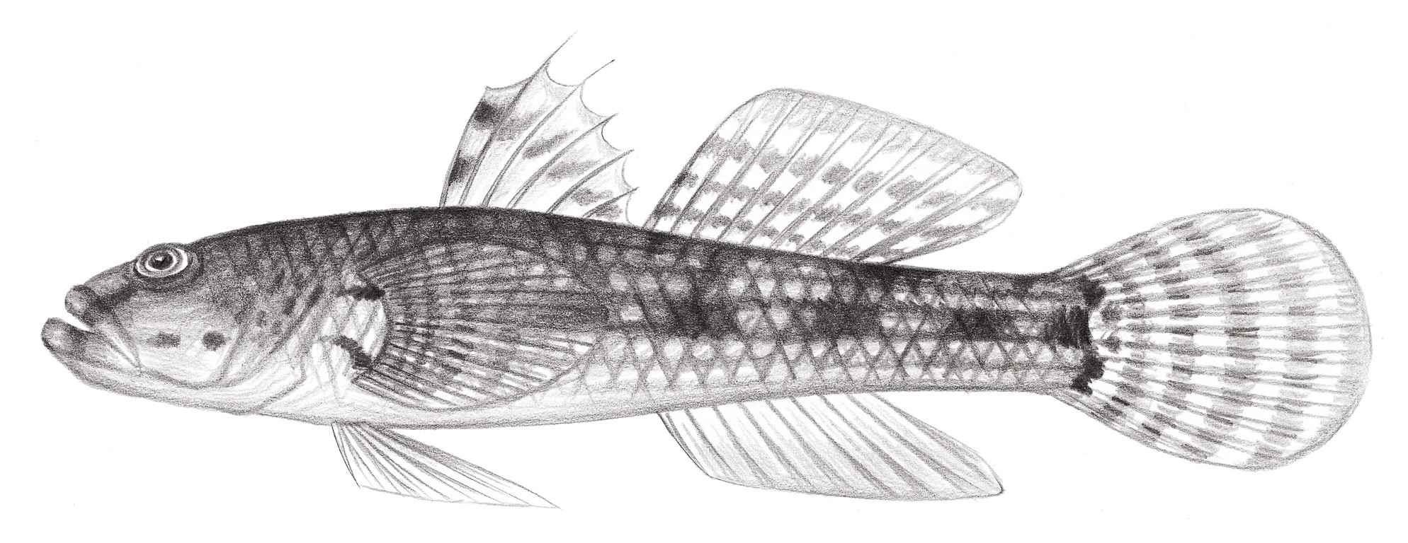 2146.	斑紋舌鰕虎 Glossogobius olivaceus (Temminck & Schlegel, 1845)
