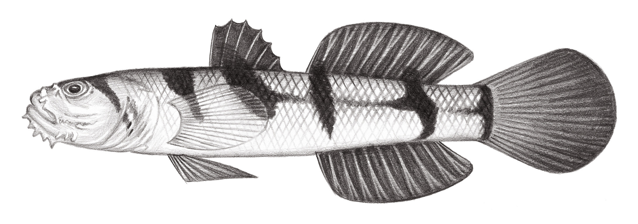2156.	五斑砂鰕虎 Gobiopsis quinquecincta (Smith, 1949)
