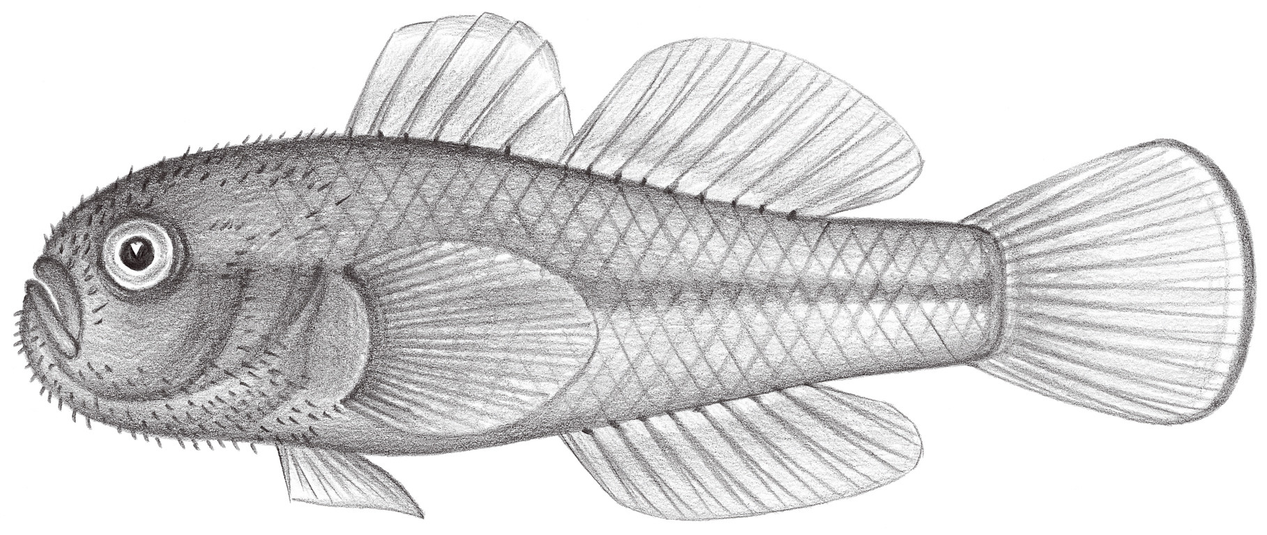 2177.	黃副葉鰕虎 Paragobiodon xanthosoma (Bleeker, 1852)