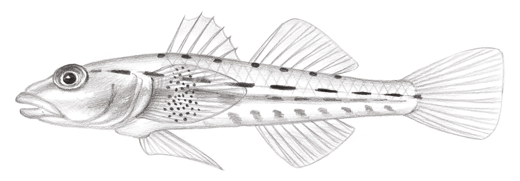 2179.	長體腹瓢鰕虎 Pleurosicya elongata Larson, 1990