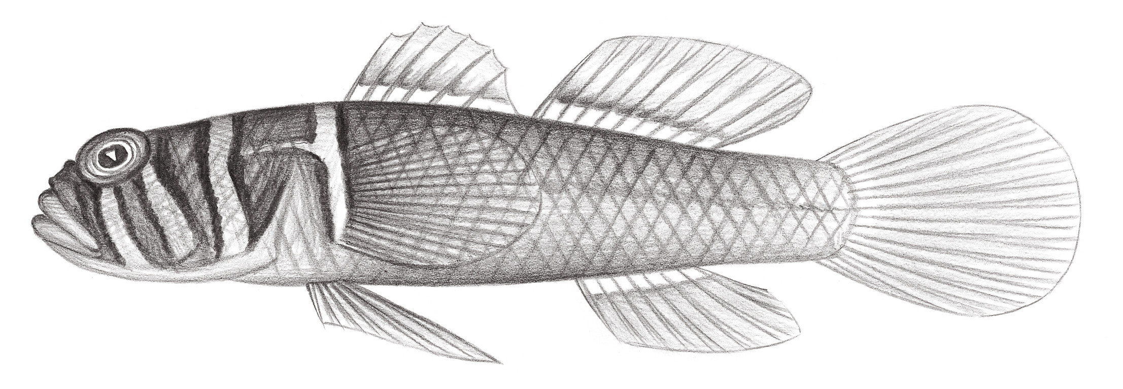 2184.	廣裸鋸鱗鰕虎 Priolepis boreus (Snyder, 1909)