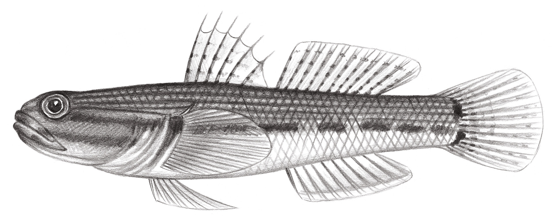 2193.	裸頸縞鰕虎 Tridentiger nudicervicus Tomiyama, 1934
