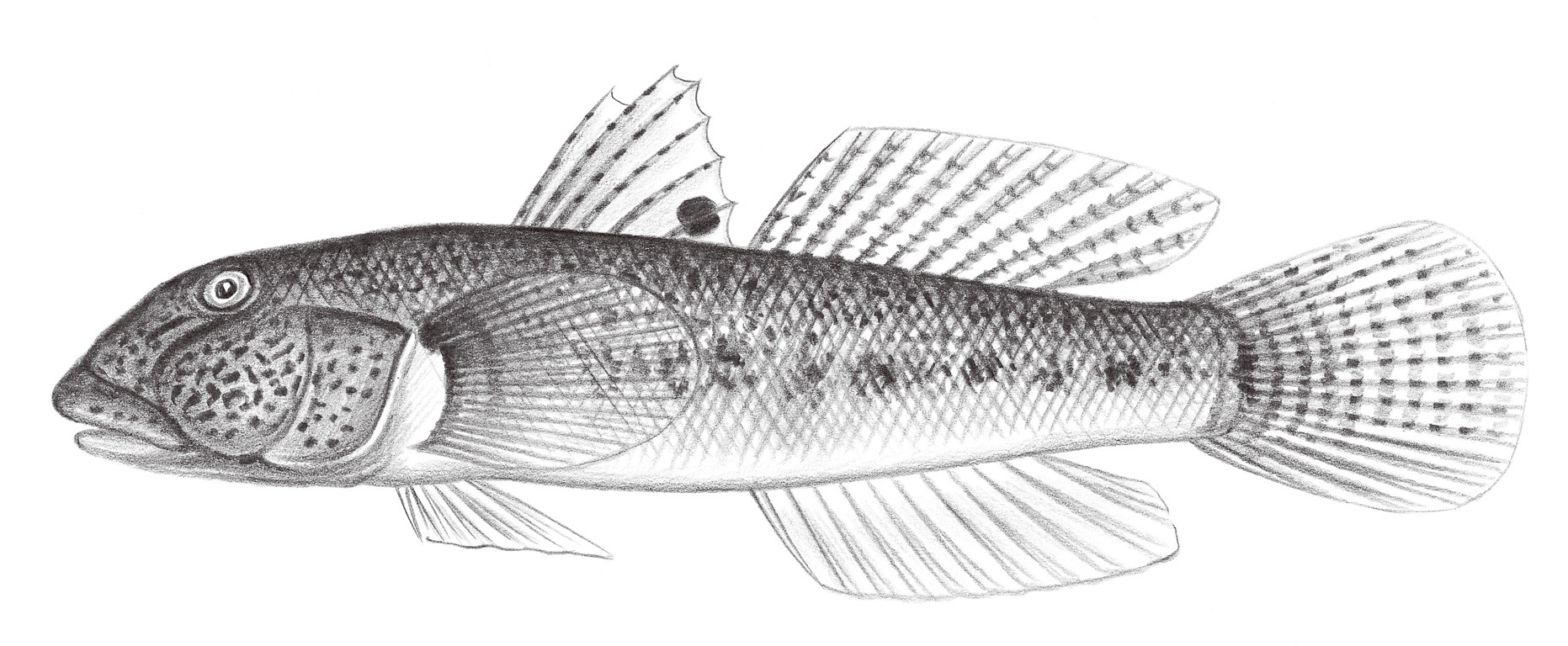 2216.	眼斑厚唇鰕虎 Awaous ocellaris (Broussonet, 1782)