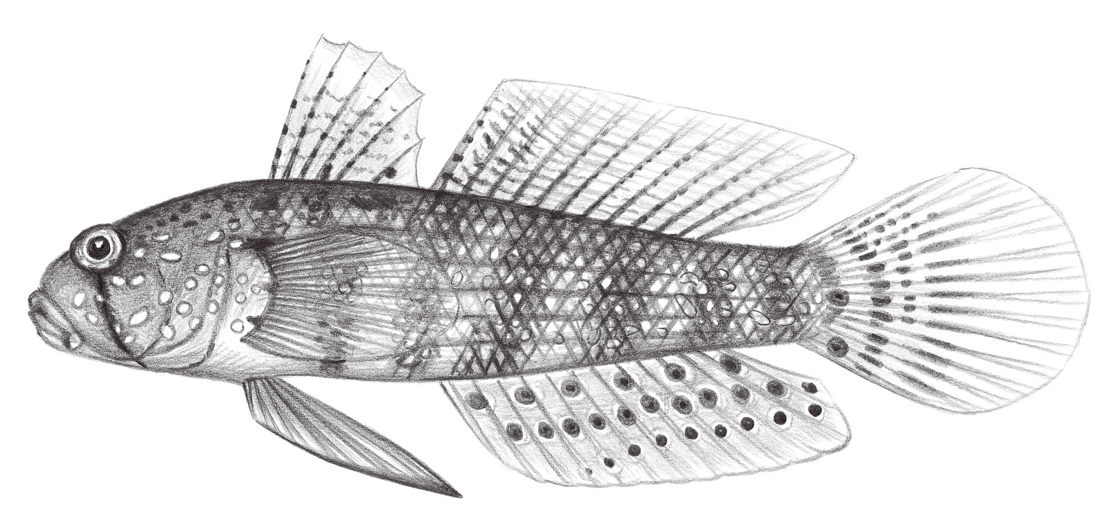 2218.	臀斑頜鱗鰕虎 Gnatholepis deltoides (Seale, 1901)