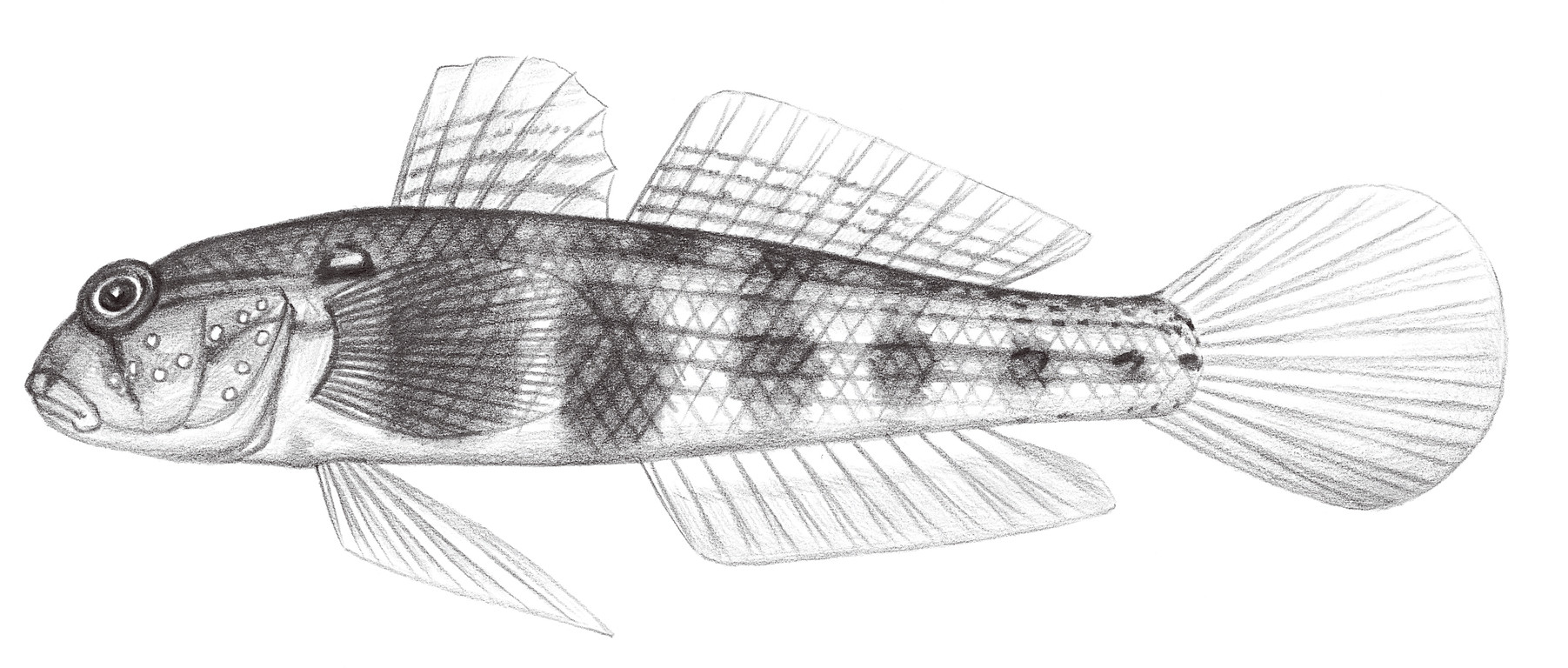 2219.	肩斑頜鱗鰕虎 Gnatholepis scapulostigma Herre, 1953