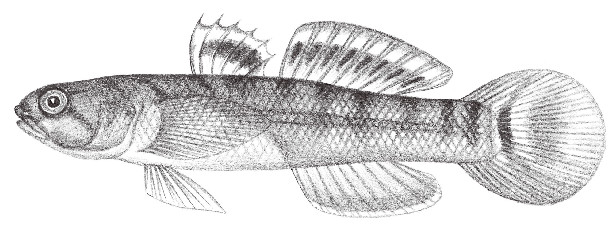 2222.	小鯔鰕虎 Mugilogobius parvus (Oshima, 1919)