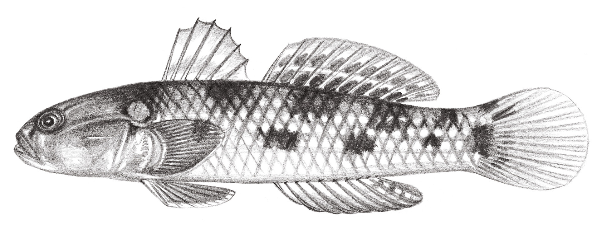 2242.	犬齒裸頰鰕虎 Yongeichthys caninus (Valenciennes, 1837)