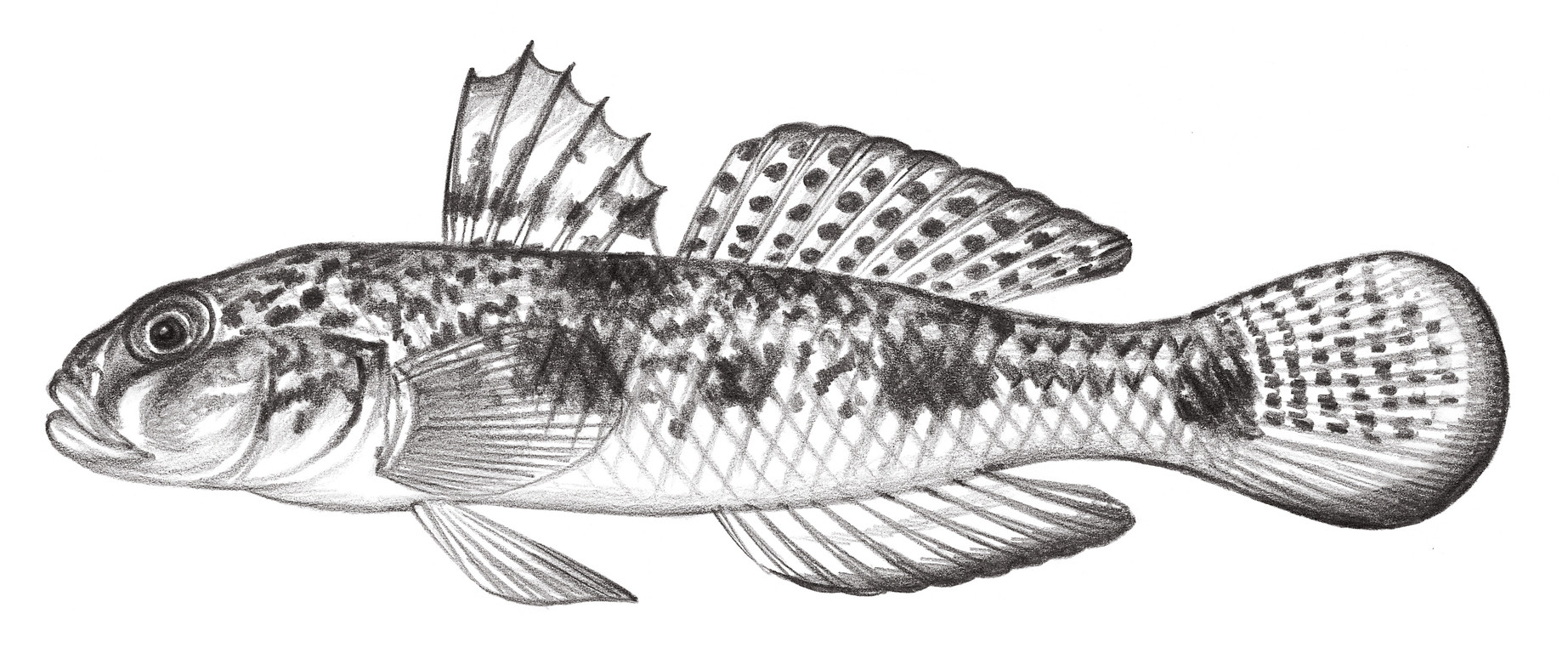 2243.	雲紋裸頰鰕虎 Yongeichthys nebulosus (Forsskål, 1775)