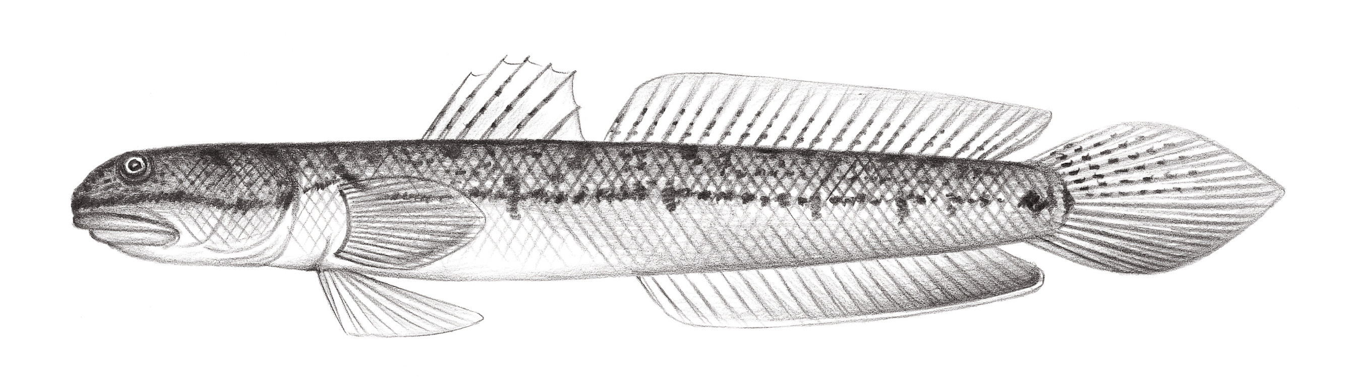 2244.	斑叉牙鰕虎 Apocryptodon punctatus Tomiyama, 1934