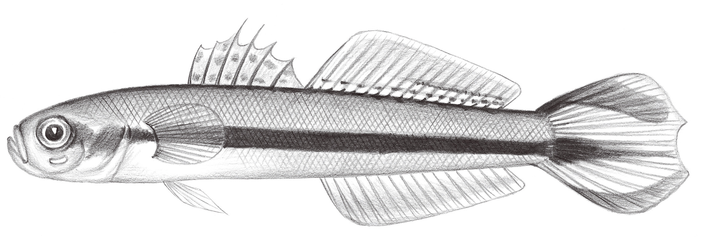 2259.	帶狀舌塘鱧 Parioglossus taeniatus Regan, 1912
