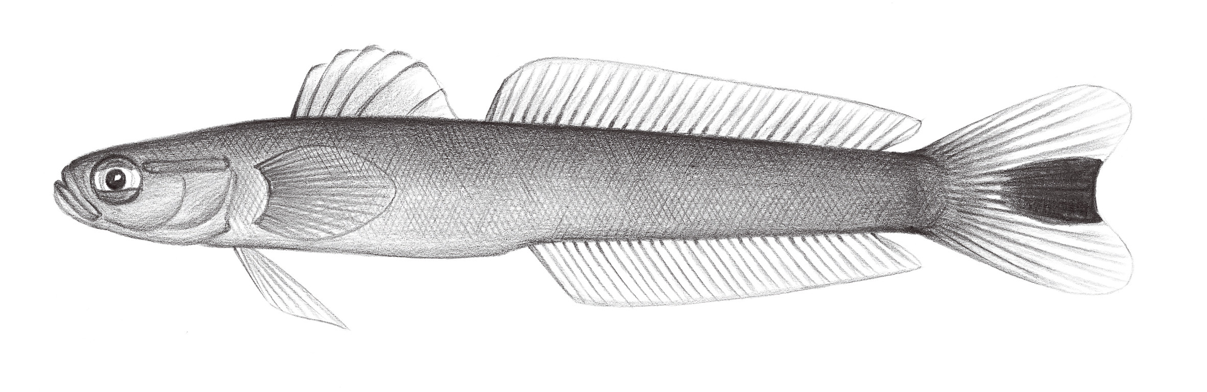2262.	尾斑鰭塘鱧 Ptereleotris heteroptera (Bleeker, 855)