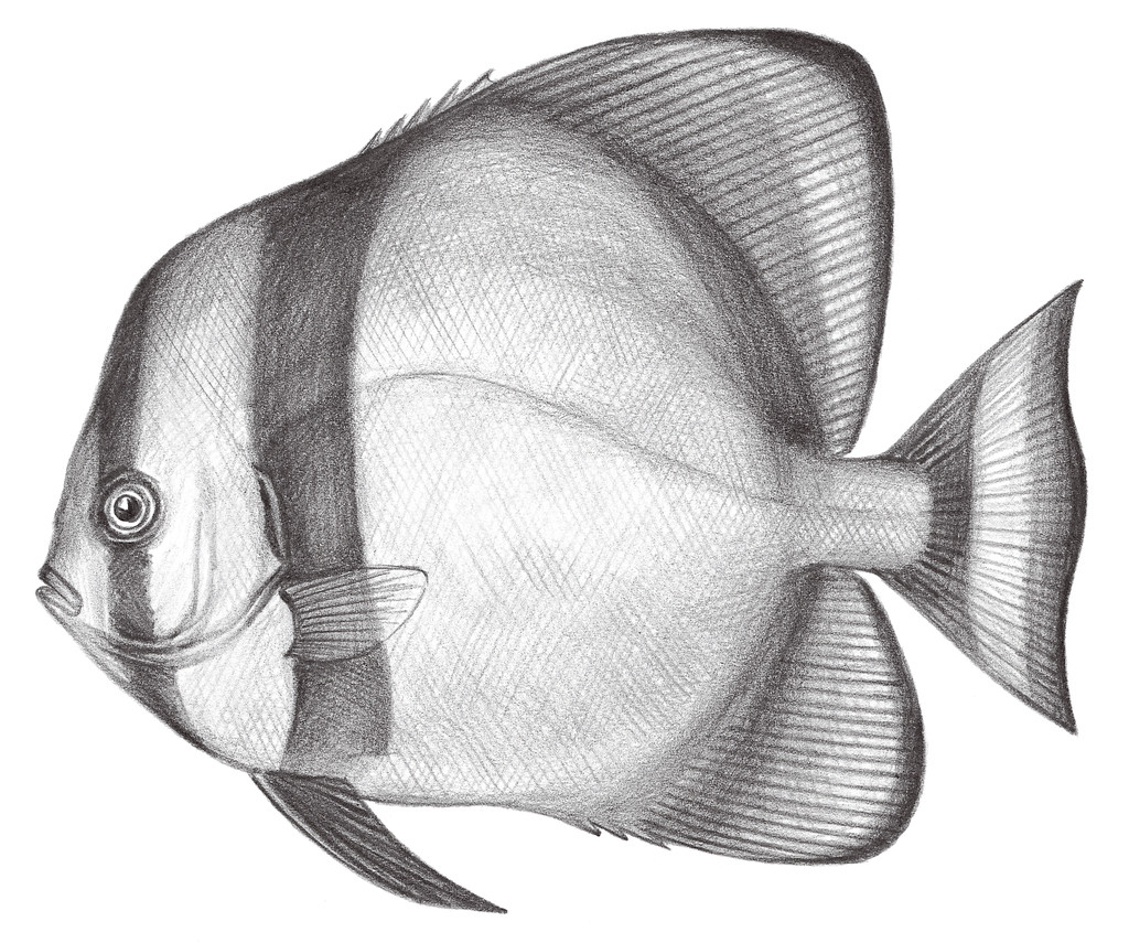 2267.	圓燕魚 Platax orbicularis (Forsskål, 1775)