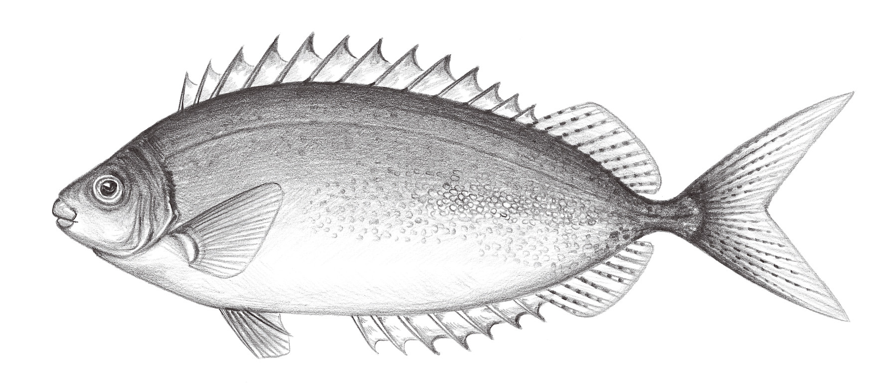2271.	銀色籃子魚 Siganus argenteus (Quoy & Gaimard, 1825)