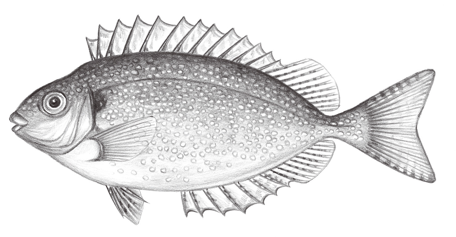 2272.	管點籃子魚 Siganus canaliculatus (Park, 1797)