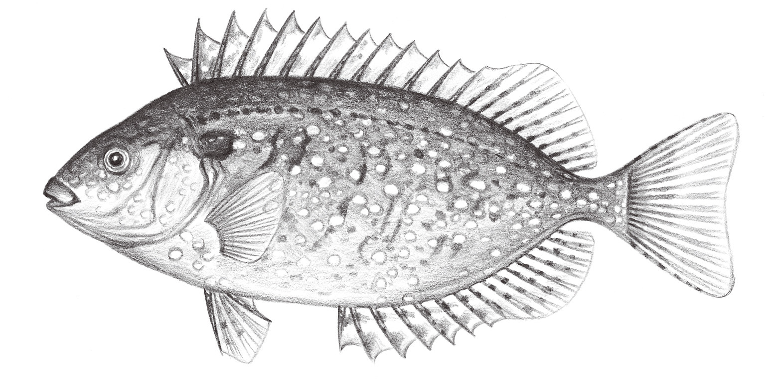 2273.	褐籃子魚 Siganus fuscescens (Houttuyn, 1782)