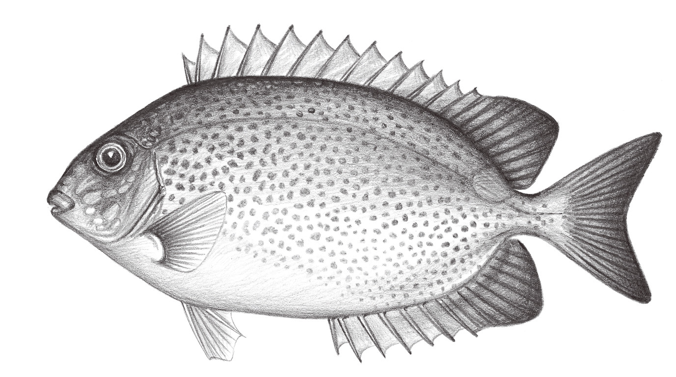 2274.	星點籃子魚 Siganus guttatus (Bloch, 1787)