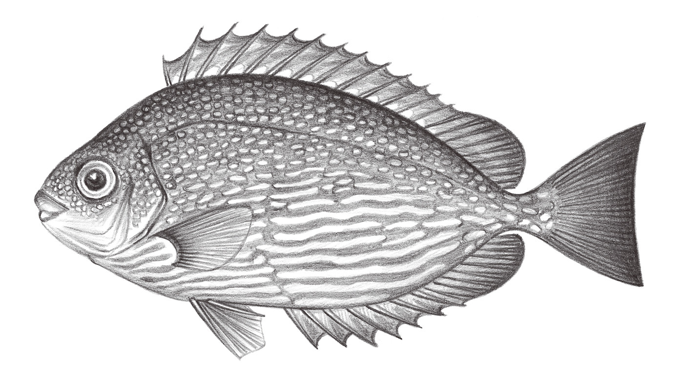 2275.	爪哇籃子魚 Siganus javus (Linnaeus, 1766)