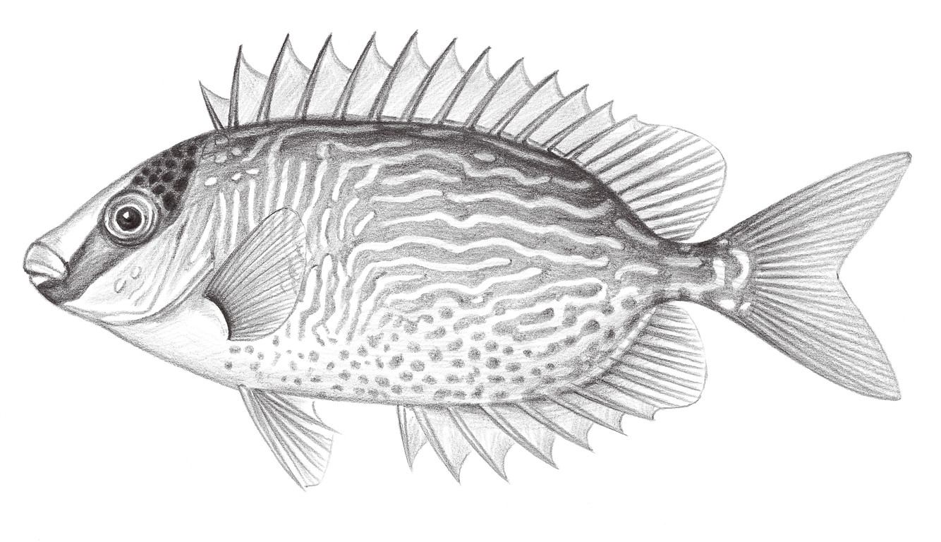 2276.	眼帶籃子魚 Siganus puellus (Schlegel, 1852)