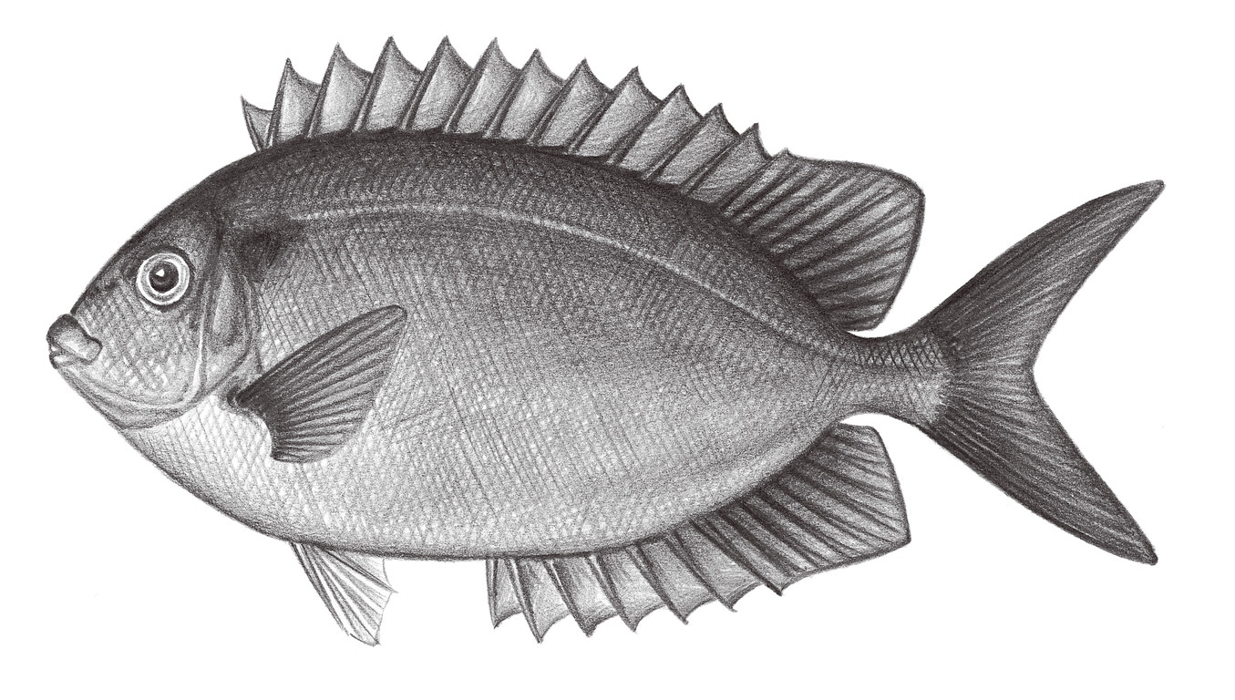 2277.	暗體籃子魚 Siganus punctatissimus Fowler & Bean, 19292277.	暗體籃子魚 Siga