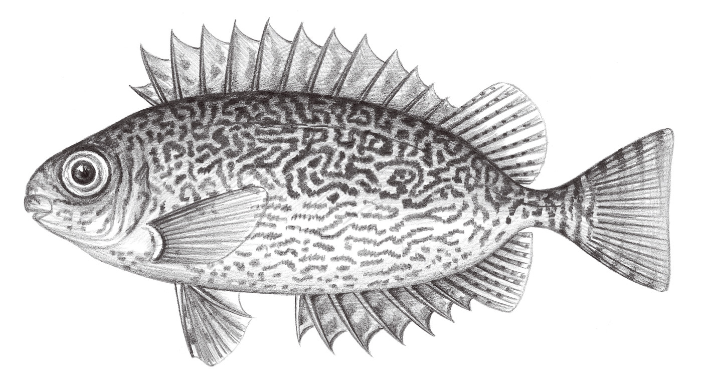 2279.	刺籃子魚 Siganus spinus (Linnaeus, 1758)