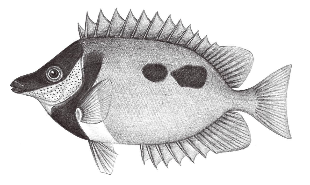 2280.	尖嘴籃子魚 Siganus unimaculatus (Evermann & Seale, 1907)
