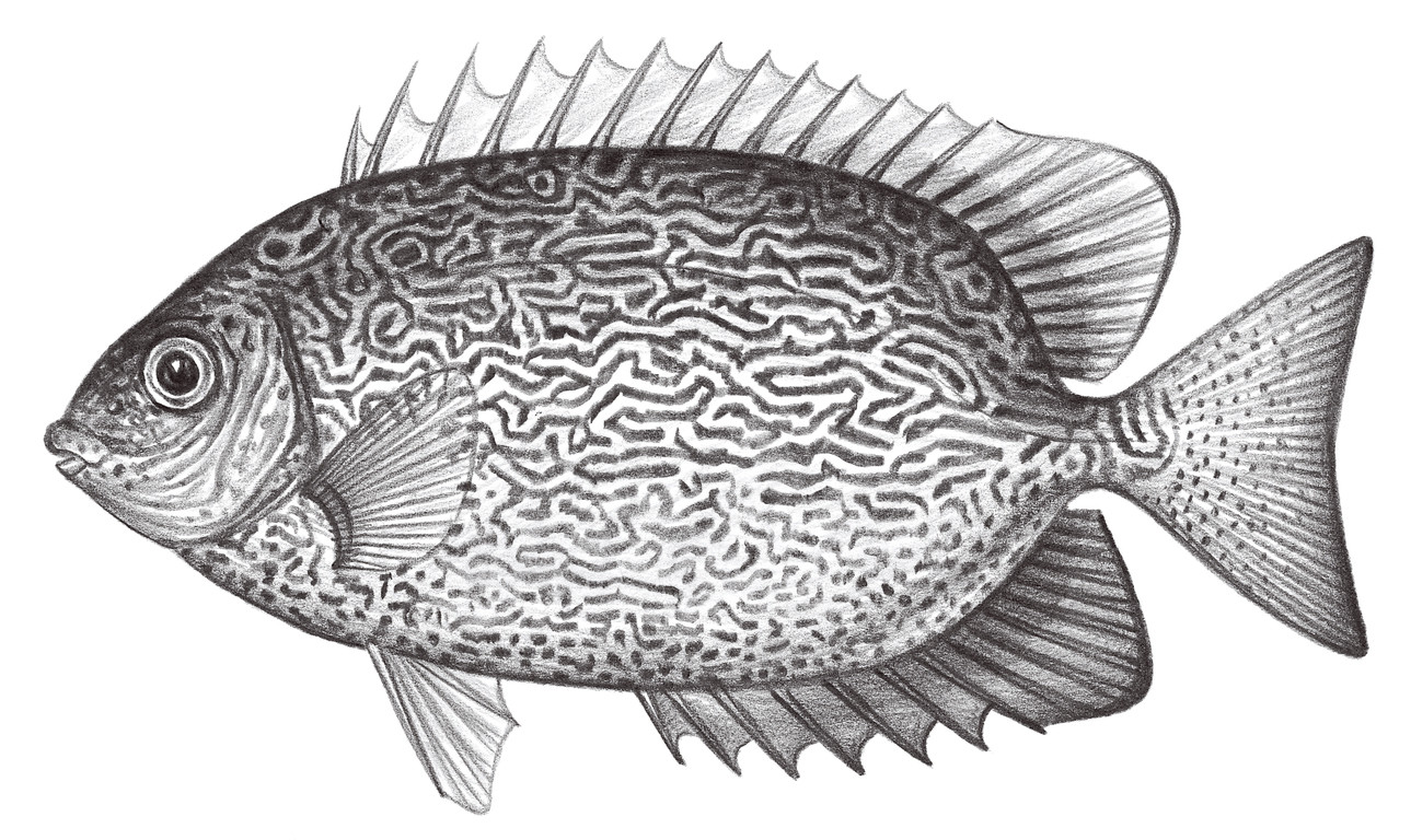 2281.	蠕紋籃子魚 Siganus vermiculatus (Valenciennes, 1835)