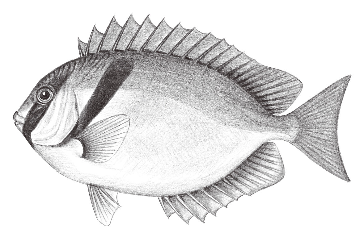 2282.	藍帶籃子魚 Siganus virgatus (Valenciennes, 1835)