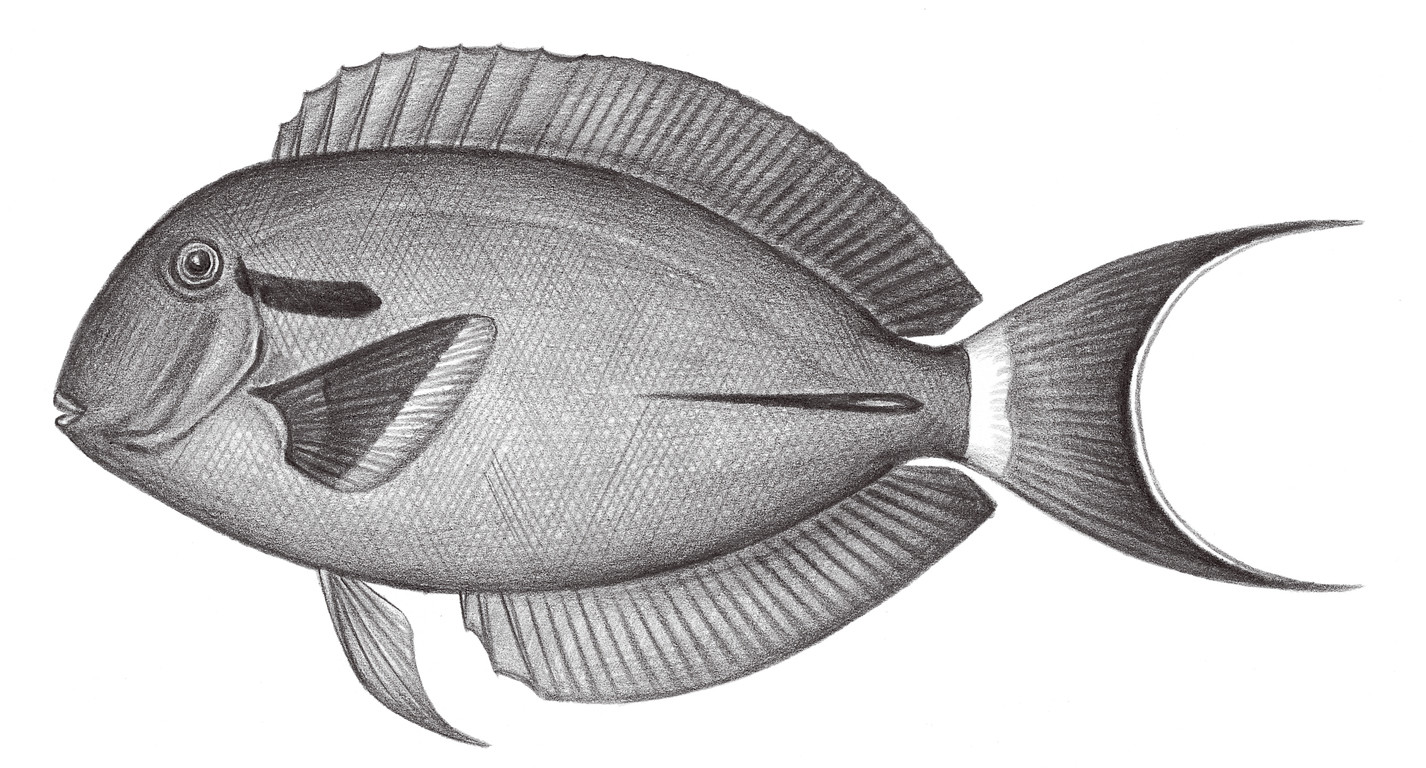 2298.	黑尾刺尾鯛 Acanthurus nigricauda Duncker & Mohr, 1929