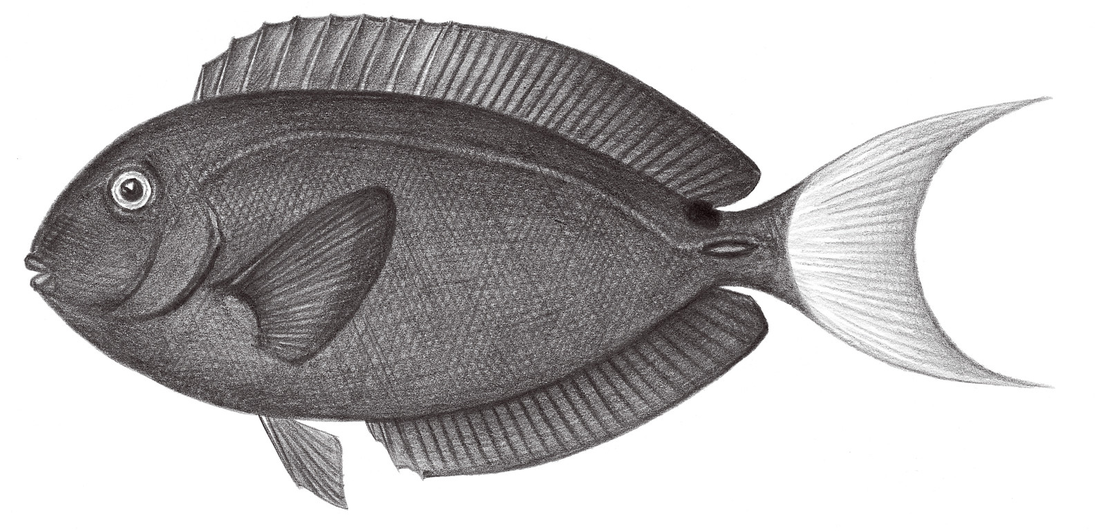 2302.	唐氏（黃尾）棘尾鯛 Acanthurus thompsoni (Fowler, 1923)
