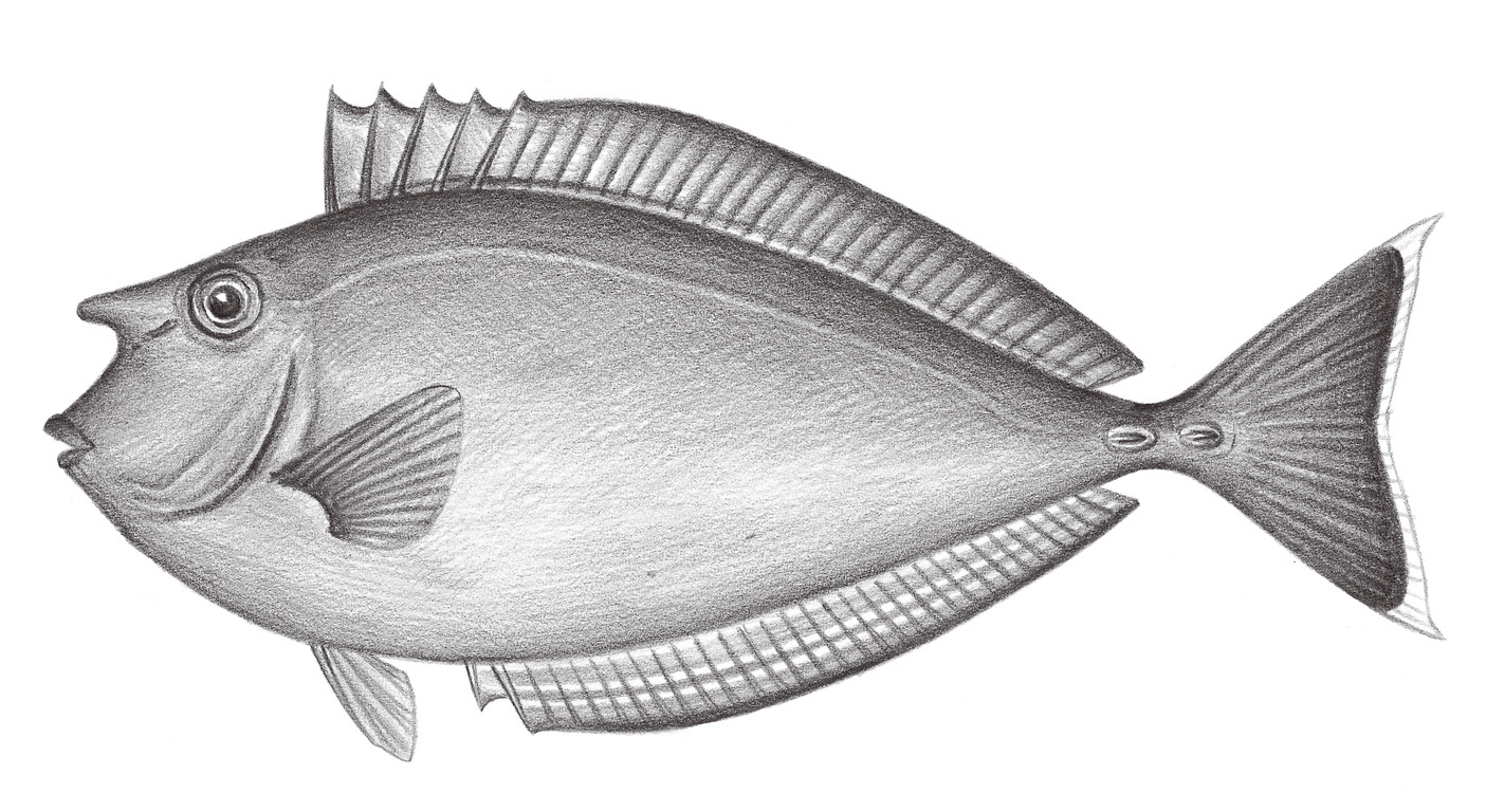 2306.	環紋鼻魚 Naso annulatus (Quoy & Gaimard, 1825)