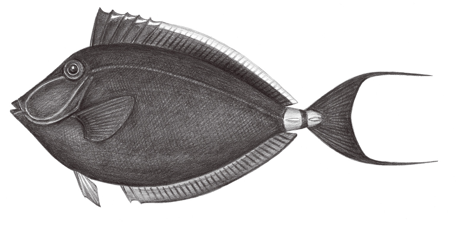 2310.	黑背鼻魚 Naso lituratus (Forster, 1801)