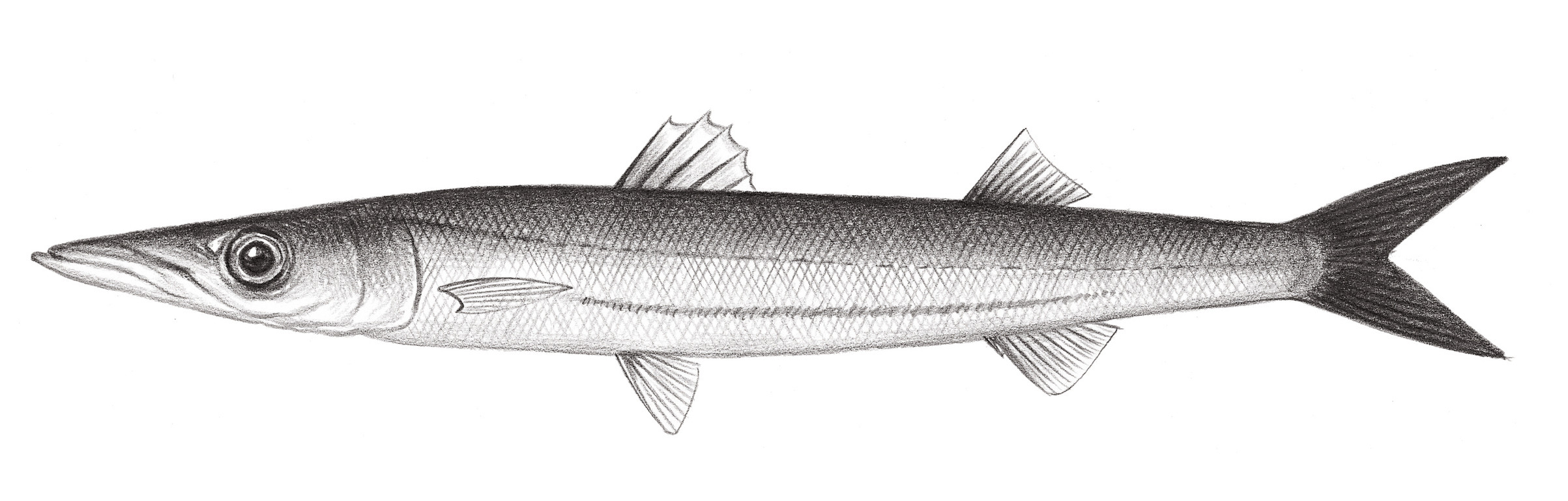 2320.	尖鰭金梭魚 Sphyraena acutipinnis Day, 1876