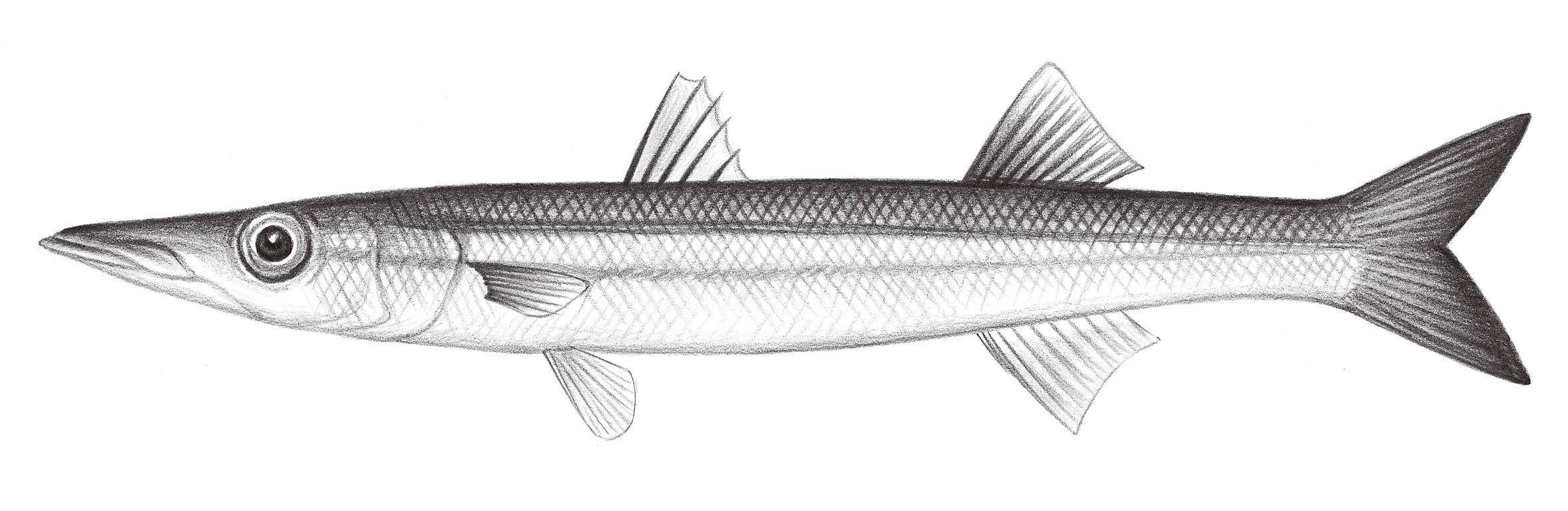 2322.	黃尾金梭魚 Sphyraena flavicauda Rüppell, 1835