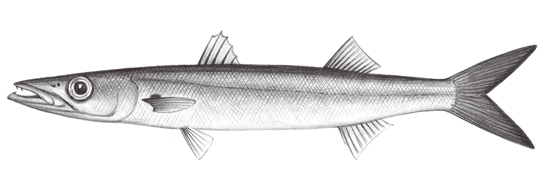 2323.	大眼金梭魚 Sphyraena forsteri Cuvier, 1829