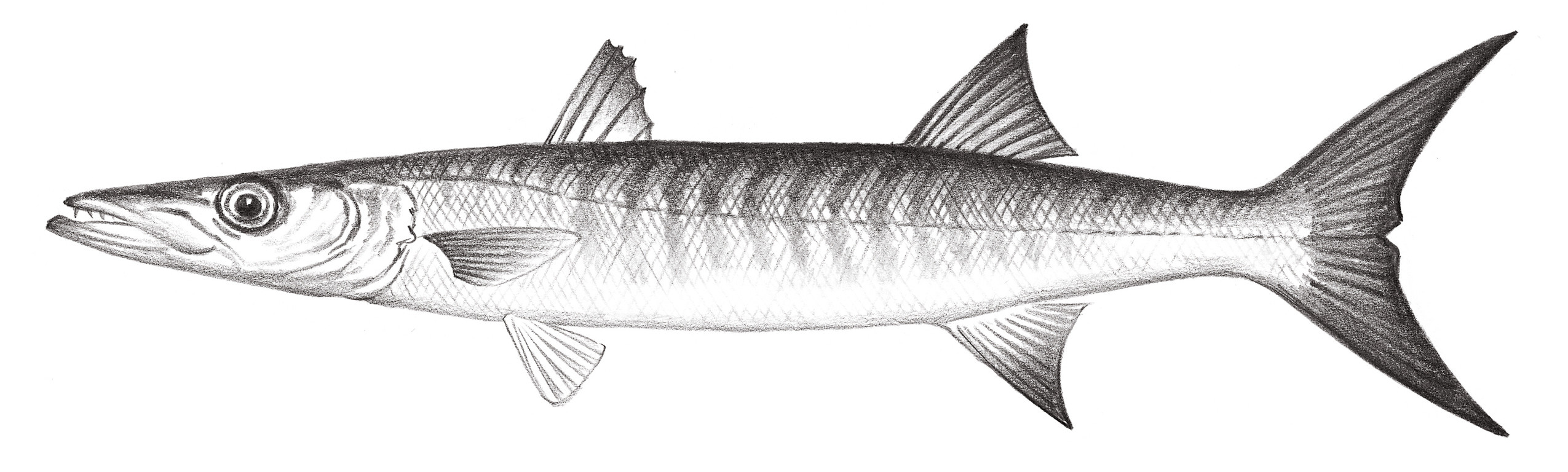 2324.	暗鰭金梭魚 Sphyraena genie Klunzinger, 1870
