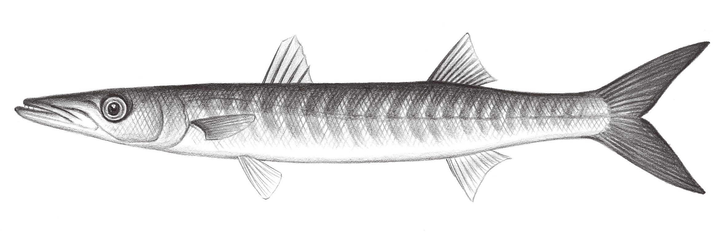 2327.	布氏金梭魚 Sphyraena putnamae Jordan &Seale, 1905