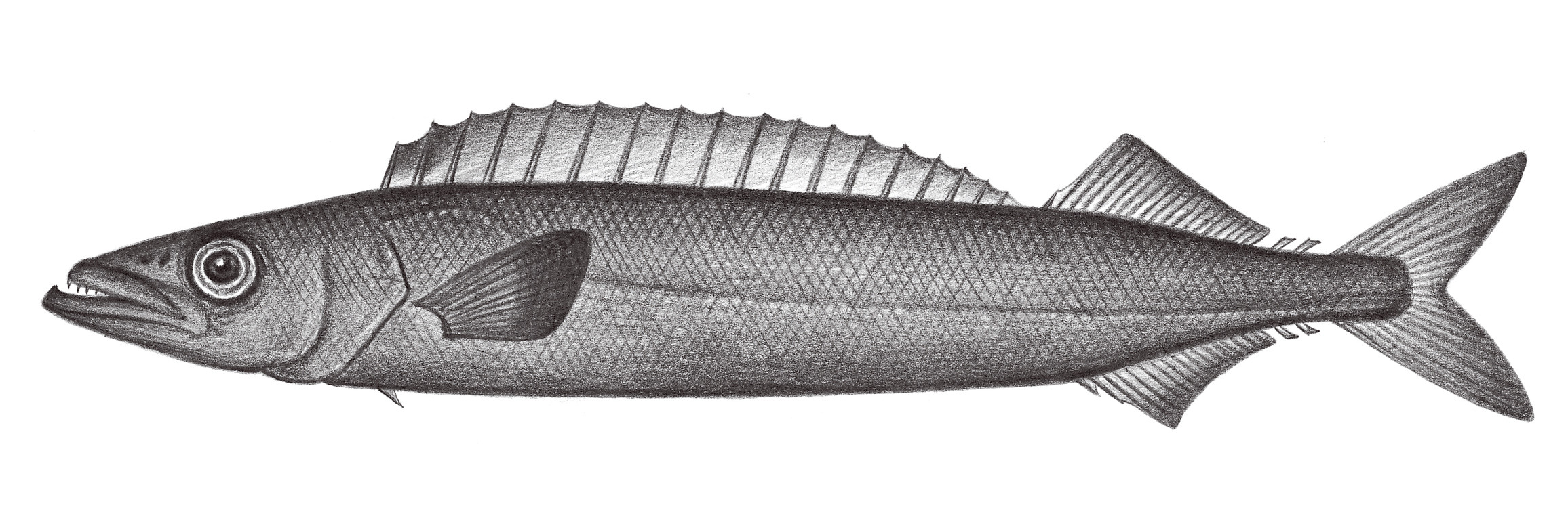 2331.	紡錘蛇鯖 Promethichthys prometheus (Cuvier, 1832)