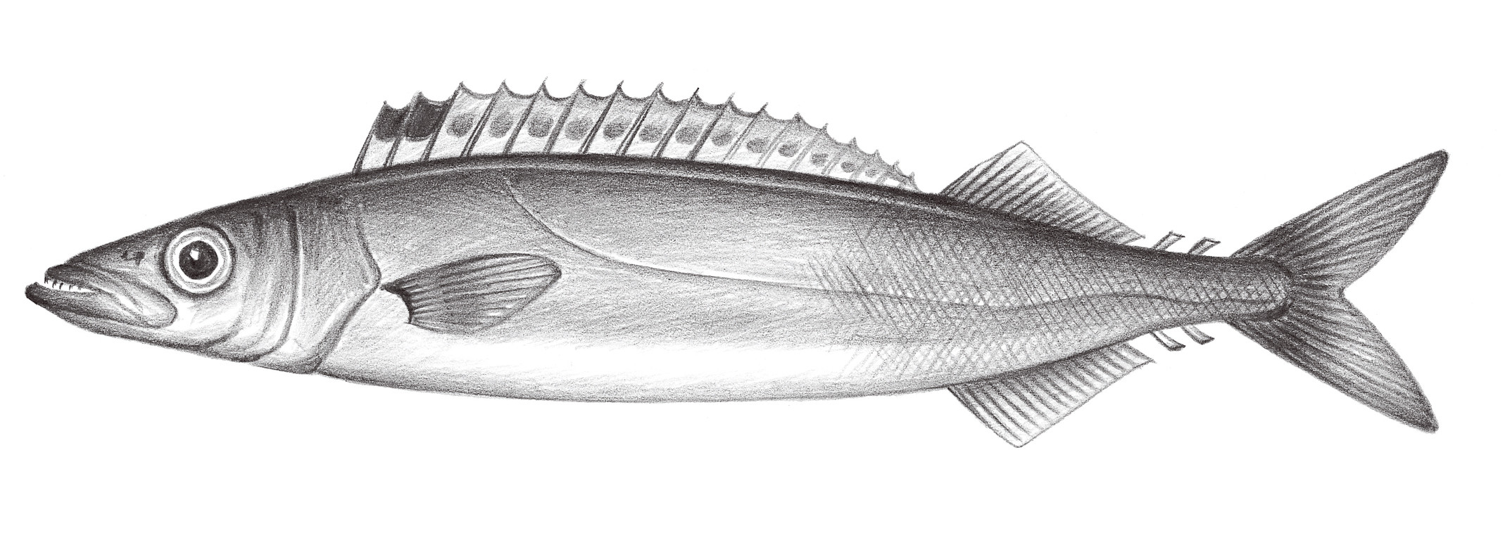 2332.	短蛇鯖 Rexea prometheoides (Bleeker, 1856)