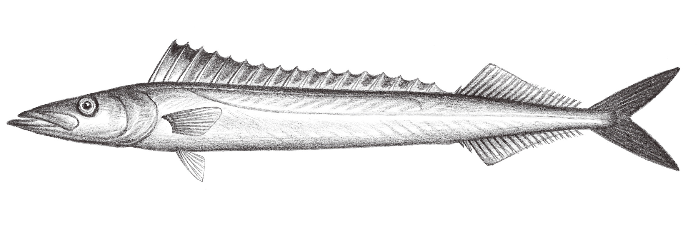 2334.	黑鰭蛇鯖 Thyrsitoides marleyi Fowler, 1929