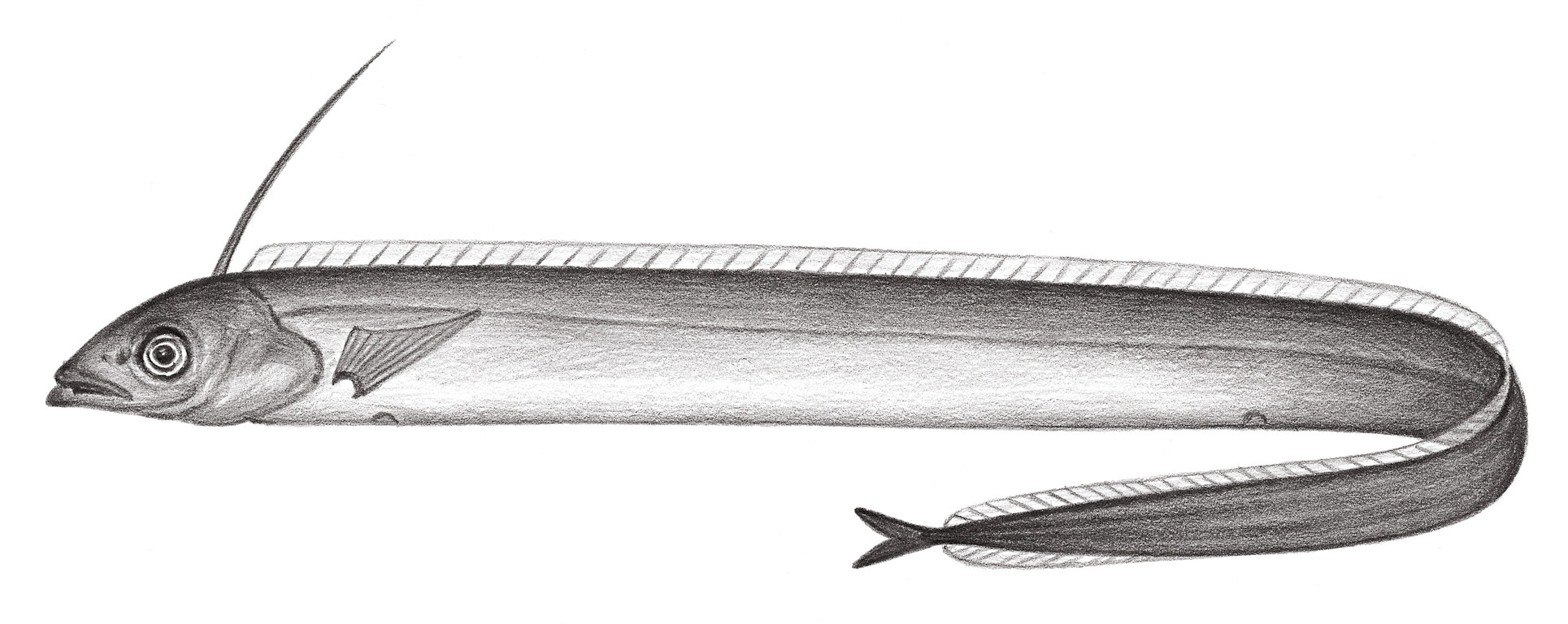 2335.	卜氏深海帶魚 Evoxymetopon poeyi Günther, 1887