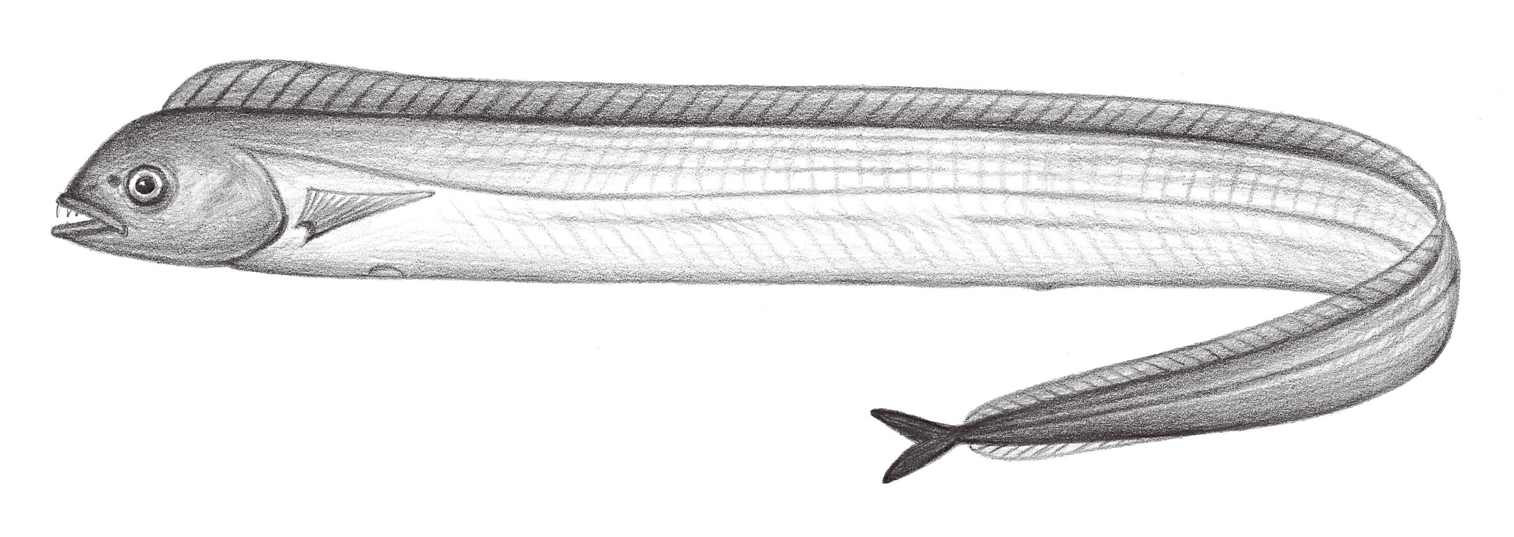 2336.	深海帶魚 Evoxymetopon taeniatus Poey, 1863
