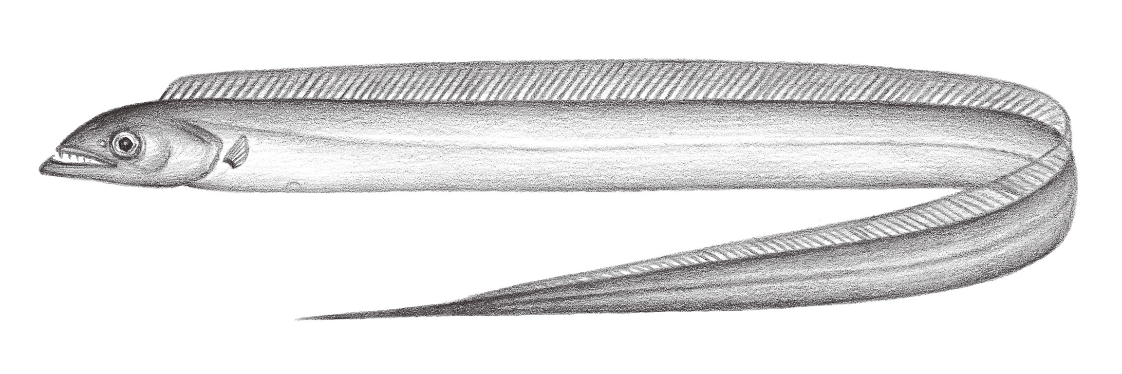 2337.	隆頭帶魚 Tentoriceps cristatus (Klunginger, 1884)