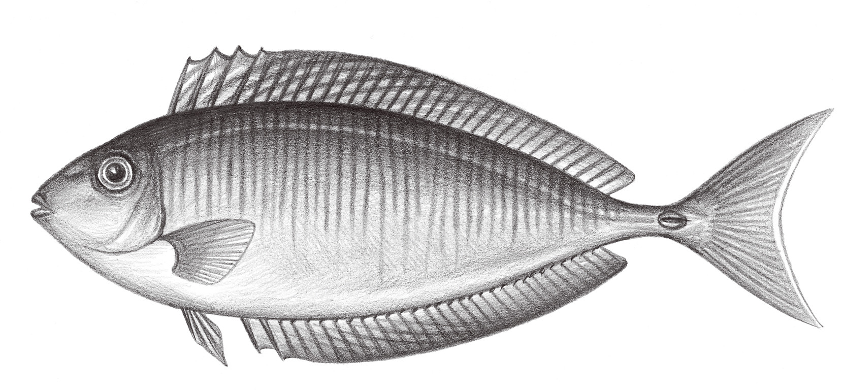 2315.	擬鮪鼻魚 Naso thynnoides (Valenciennes, 1835)