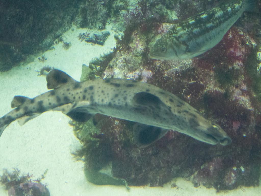 東太平洋頭鯊