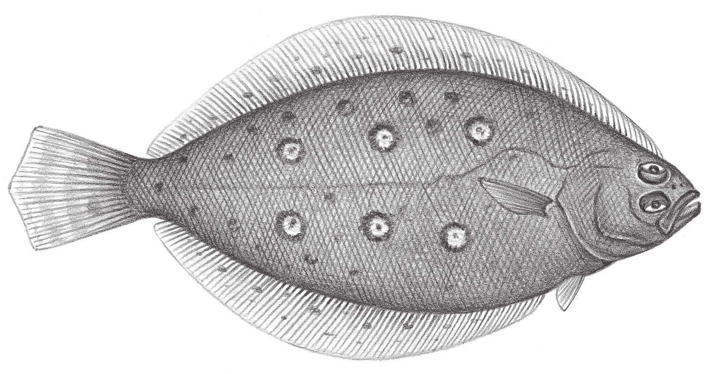 2393.	虫鰈 Eopsetta grigorjewi (Herzenstein, 1890)
