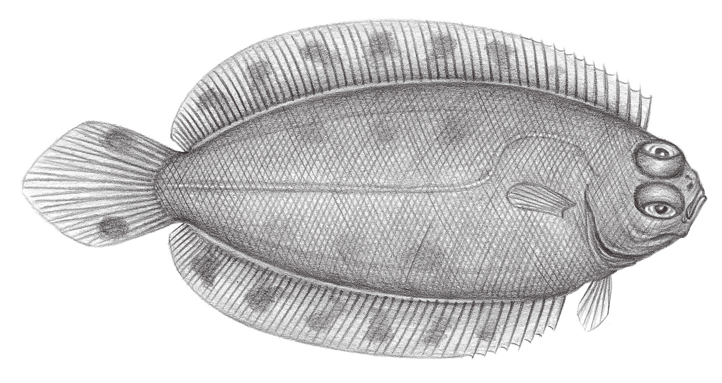 2396.	奈脫瓦鰈 Poecilopsetta natalensis Norman, 1934